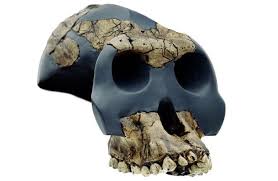craneo australopithecus gahri