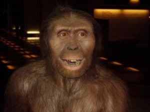 lucy - australopithecus afarensis