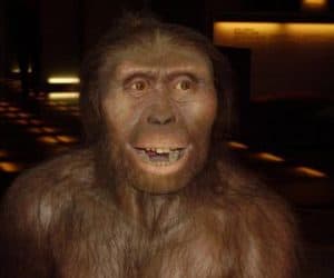 lucy - australopithecus afarensis