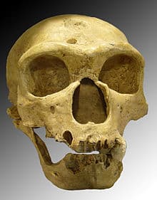 homo neandertal calabera