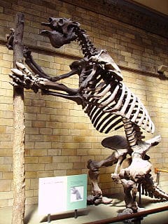 Fósiles encontrados de un Megatherium