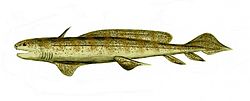 Orthacanthus, tiburon prehistorico