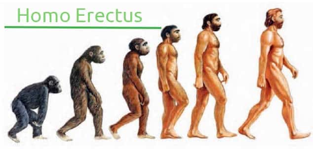 homo erectus- evolucion del hombre