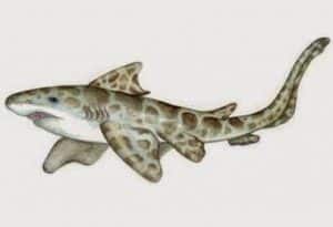 Paleocarcharias antepasado del tiburon toro