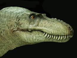gorgosaurus - cabeza