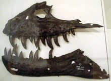 gorgosaurus - mandibula