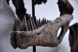 herrerasaurus - dientes