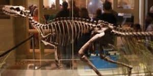 herrerasaurus -esqueleto