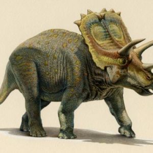 Anchiceratops – dinosaurio herbivoro