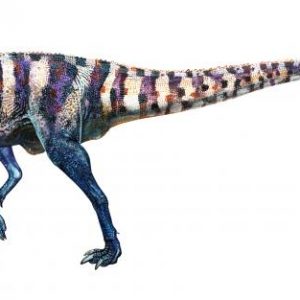Australovenator – dinosaurio carnívoro