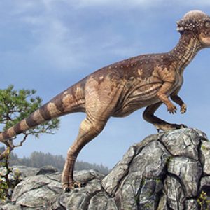 Pachycephalosaurus – dinosaurio omnivoro