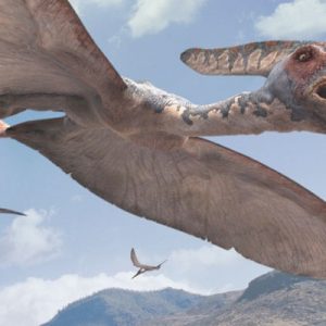 Pteranodon – dinosaurios voladores