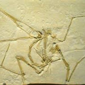 Pterodactylus fosilizado