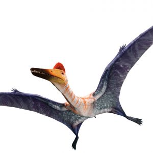 Pterodactylus – dinosaurios voladores