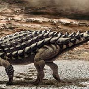 Saichania – dinosaurio herbivoro