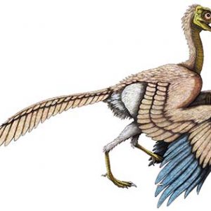 archaeopteryx – dinosaurio carnivoro