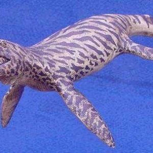brachauchenius – dinosaurio marino