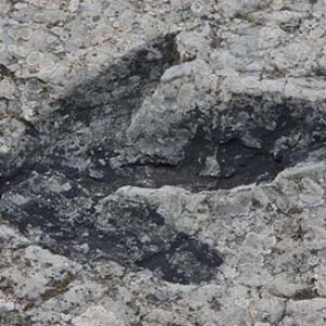 huella fosilizada de dinosaurio