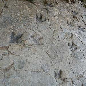 huellas fosilizadas de dinosaurios