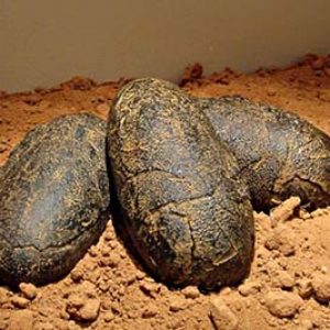 huevos ovalados de dinosaurio fosilizados