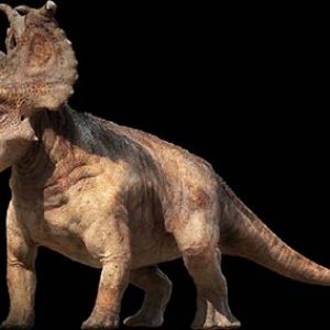 pachyrhinosaurus – dinosaurio herbivoro