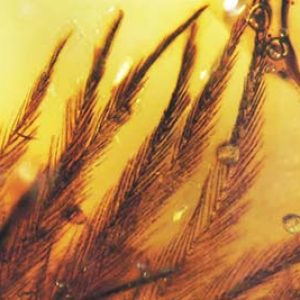 plumas fosilizadas en ambar