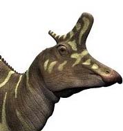 cresta - Lambeosaurus
