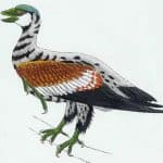Archaeorhynchus - ave prehistorica