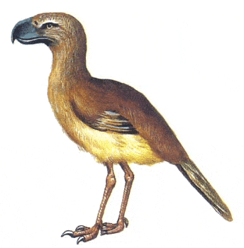 Barawertornis - ave prehistorica