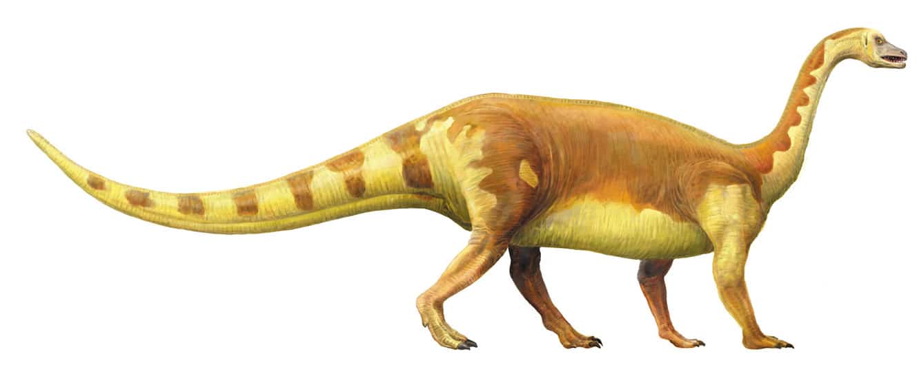 dinosaurio Aliwalia