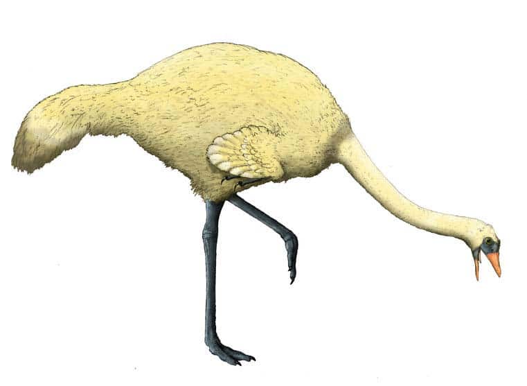 Gargantuavis - ave prehistorica
