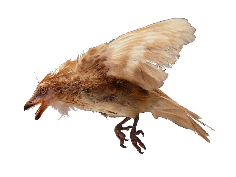 Iberomesornis - ave prehistorica