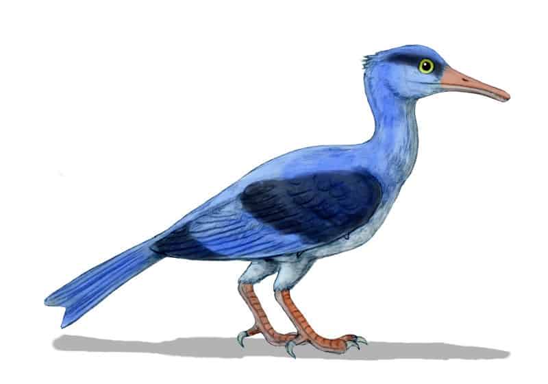 Longipteryx - ave prehistorica