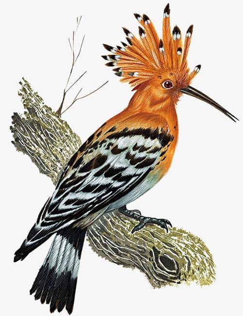 Longirostravis  - ave prehistorica