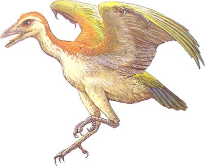 Neuquenornis - ave prehistorica