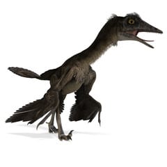 Wellnhoferia - ave prehistorica