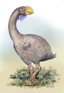 dromornis - ave prehistorica