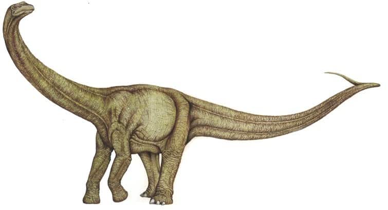 dinosaurio Agrosaurus