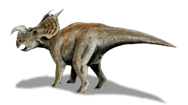 Einiosaurus: el dinosaurio bufalo – Dinosaurios