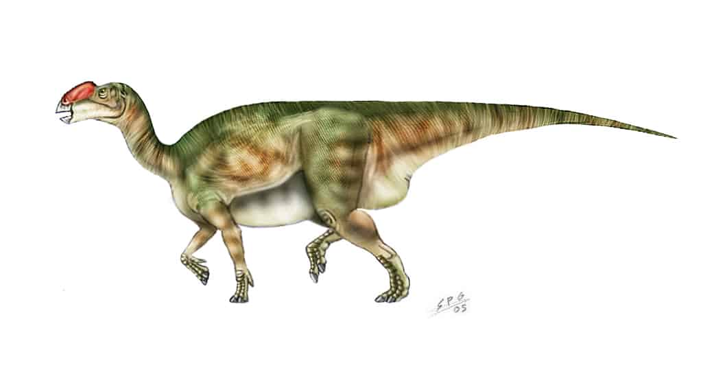 dinosaurio Muttaburrasaurus