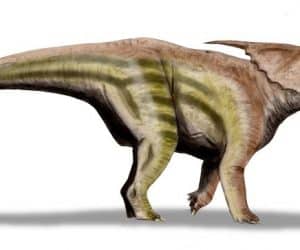 el dinosaurio Achelousaurus