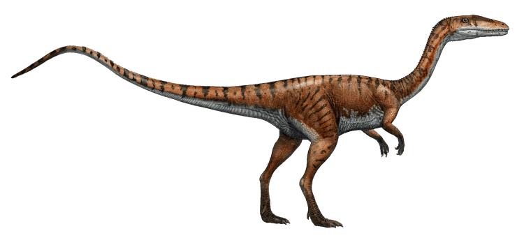 dinosaurio coelophysis